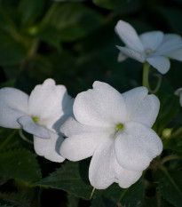 Netýkavka Accent biela F1 - Impatiens walleriana - semená netýkavky - 20ks