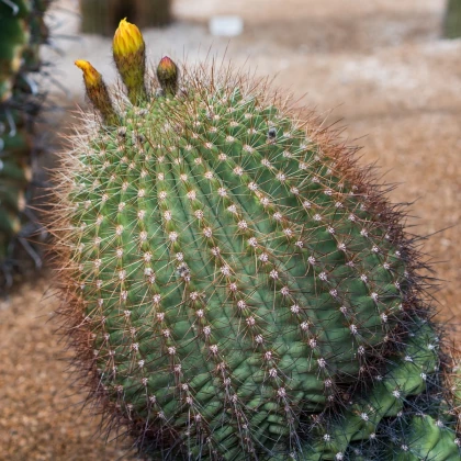 Ferokaktus - Ferokaktus Alamosanus - semená kaktusu - 10 ks