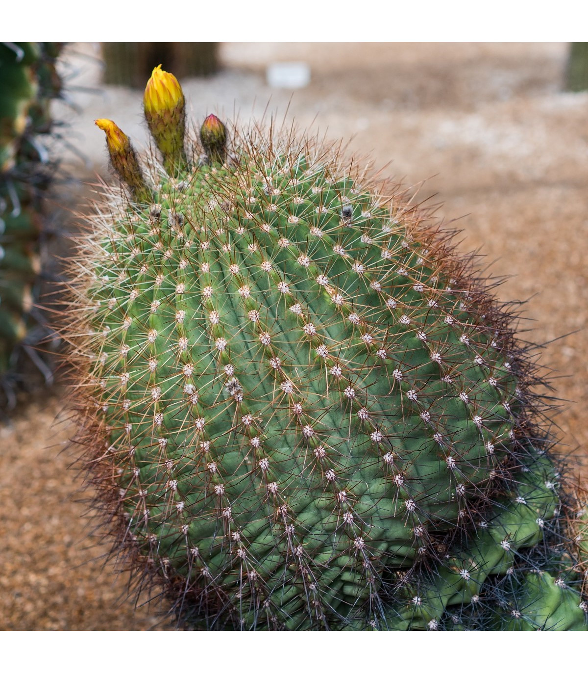 Ferokaktus - Ferokaktus Alamosanus - semená kaktusu - 10 ks