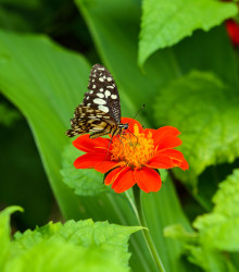 Kvetinová zmes pre motýle - semená pre motýle - 3 g