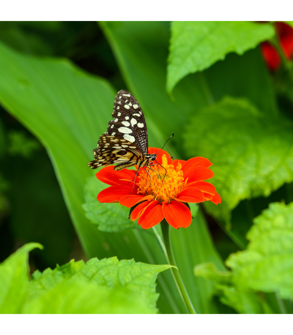 Kvetinová zmes pre motýle - semená pre motýle - 3 g
