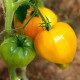 BIO Paradajka Heart of Gold - Solanum lycopersicum - bio semená paradajky - 10 ks