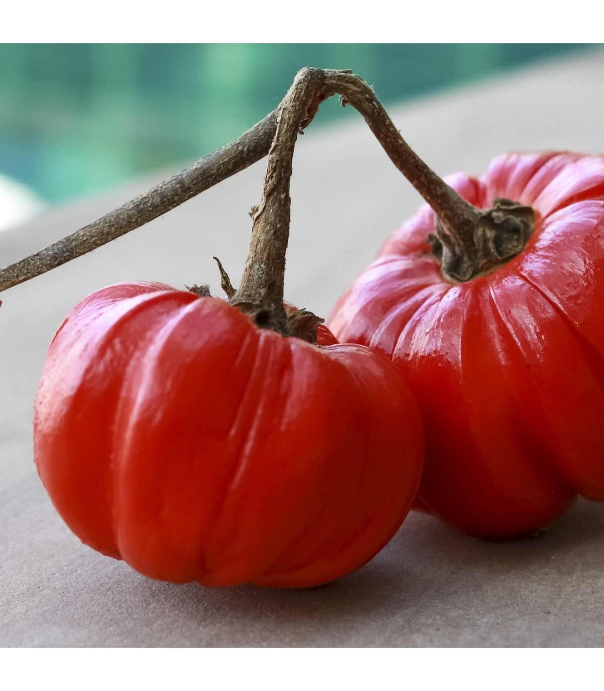 Okrasný baklažán Goyo - Solanum melongena - semená baklažánu - 10 ks
