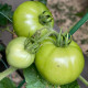 BIO Paradajka White Beauty - Solanum lycopersicum - bio semená paradajky - 20 ks