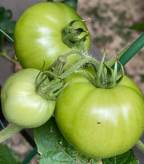 BIO Paradajka White Beauty - Solanum lycopersicum - bio semená paradajky - 20 ks
