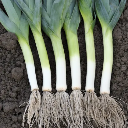 Pór pravý Starozagorski Kamuš - Allium porrum - semená póru - 200 ks