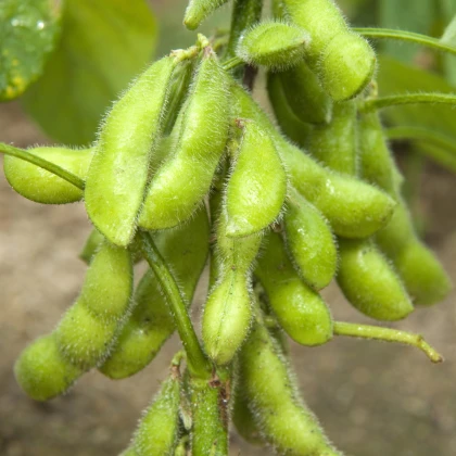 Bio Sója Hokkai Green - Glycine max - bio semená sóje - 20 ks