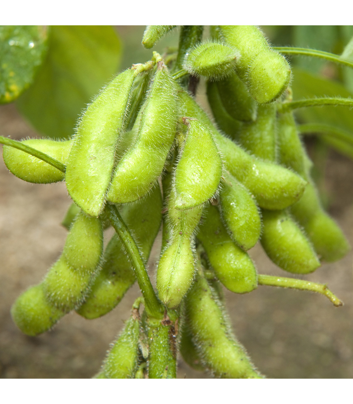 Bio Sója Hokkai Green - Glycine max - bio semená sóje - 20 ks