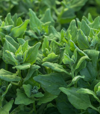 BIO Špenát novozélandský - Tetragonia tetragonoides - bio semená špenátu - 30 ks