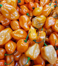 Chilli Bhut Jolokia oranžové – Capsicum chinense – semená chilli – 15 ks