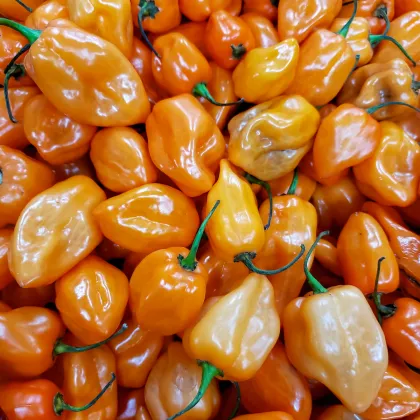 Chilli Bhut Jolokia oranžové – Capsicum chinense – semená chilli – 15 ks