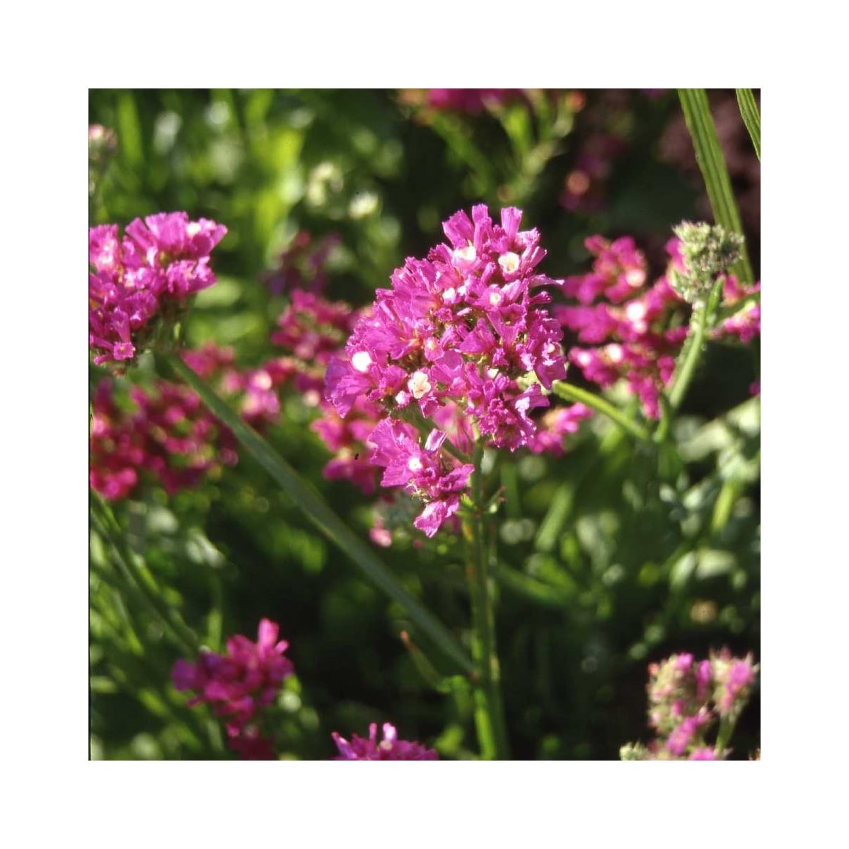 Limonka zohnutá QIS Lavender - Limonium sinuatum - semená limonky - 30 ks