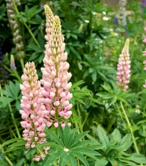 Lupina mnoholistá Russel Schlossfrau rosa - Lupinus polyphyllus - semená lupiny - 30 ks