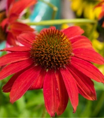 Strapatkovka Red Magnus - Echinacea - voľnokorenné sadenice strapatkovky - 1 ks