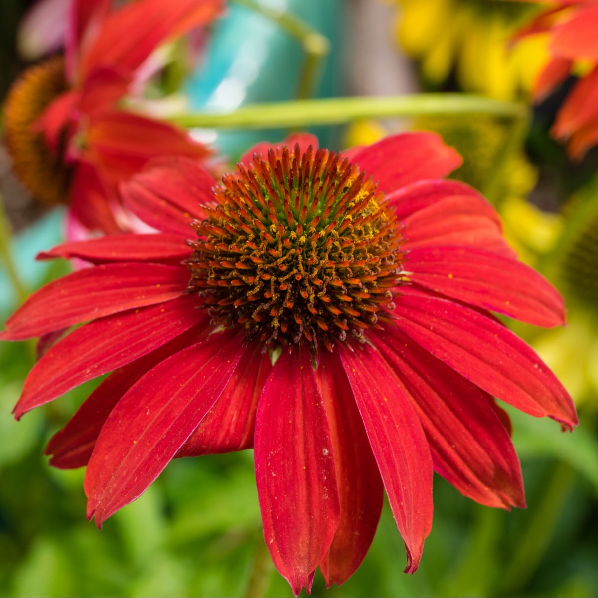 Strapatkovka Red Magnus - Echinacea - voľnokorenné sadenice strapatkovky - 1 ks
