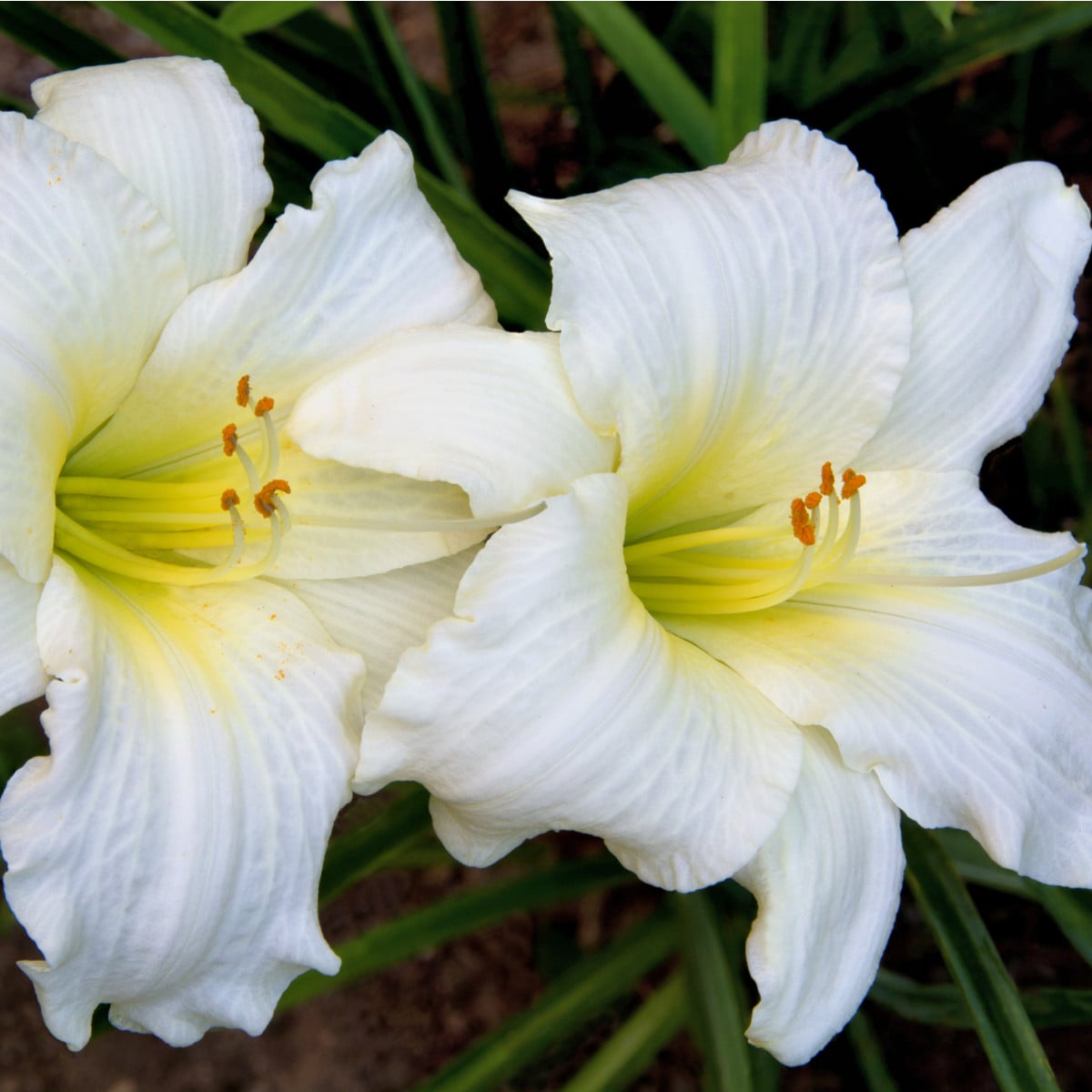 Denivka White Temptation - Hemerocallis - hľuzy denivky - 1 ks