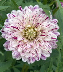 Georgína Smokey - Dahlia - hľuzy georgín - 1 ks