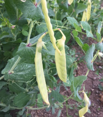 BIO Hrach cukrový Golden Sweet - Pisum sativum - bio semená hrachu - 35 ks
