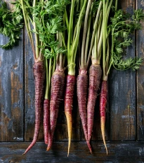 Bio Mrkva fialová Lila Lu SG - Daucus carota - bio semená mrkvy - 200 ks