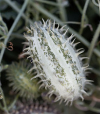 Uhorka okrasná africká - Cucumis africanus - semená uhorky - 6 ks