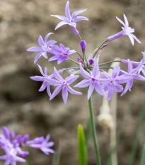 Cesnaková tráva - Tulbaghia violacea - semená cesnakovej trávy - 5 ks