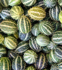 Uhorka egrešová - Cucumis myriocarpus - semená uhorky - 6 ks