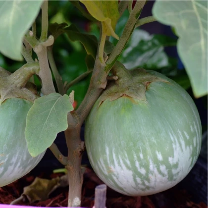 Baklažán Zelené jablko - Solanum melongena - semená baklažánu - 6 ks