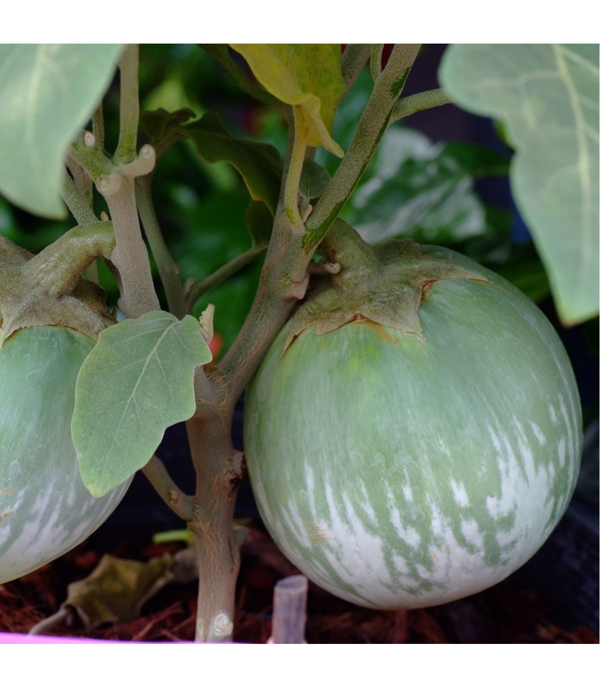 Baklažán Zelené jablko - Solanum melongena - semená baklažánu - 6 ks