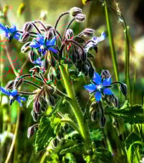 Borák lekársky - Borago officinalis - semená Boráka - 20 ks