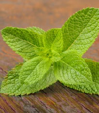 BIO Mäta klasnatá - Mentha viridis - bio semená mäty - 25 ks