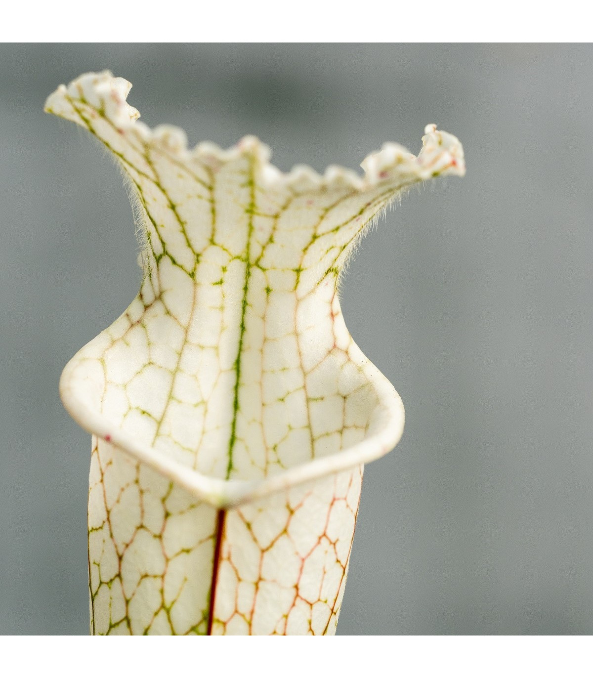 Saracénia bielolistá biela - Sarracenia leucophylla - semená saracénie - 10 ks