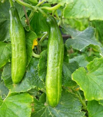 BIO Uhorka Picolino F1 - Cucumis sativus - semená uhorky - 4 ks