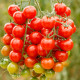 BIO Divoké paradajka Rote Murmel - Solanum pimpinellifolium - semená paradajok - 6 ks