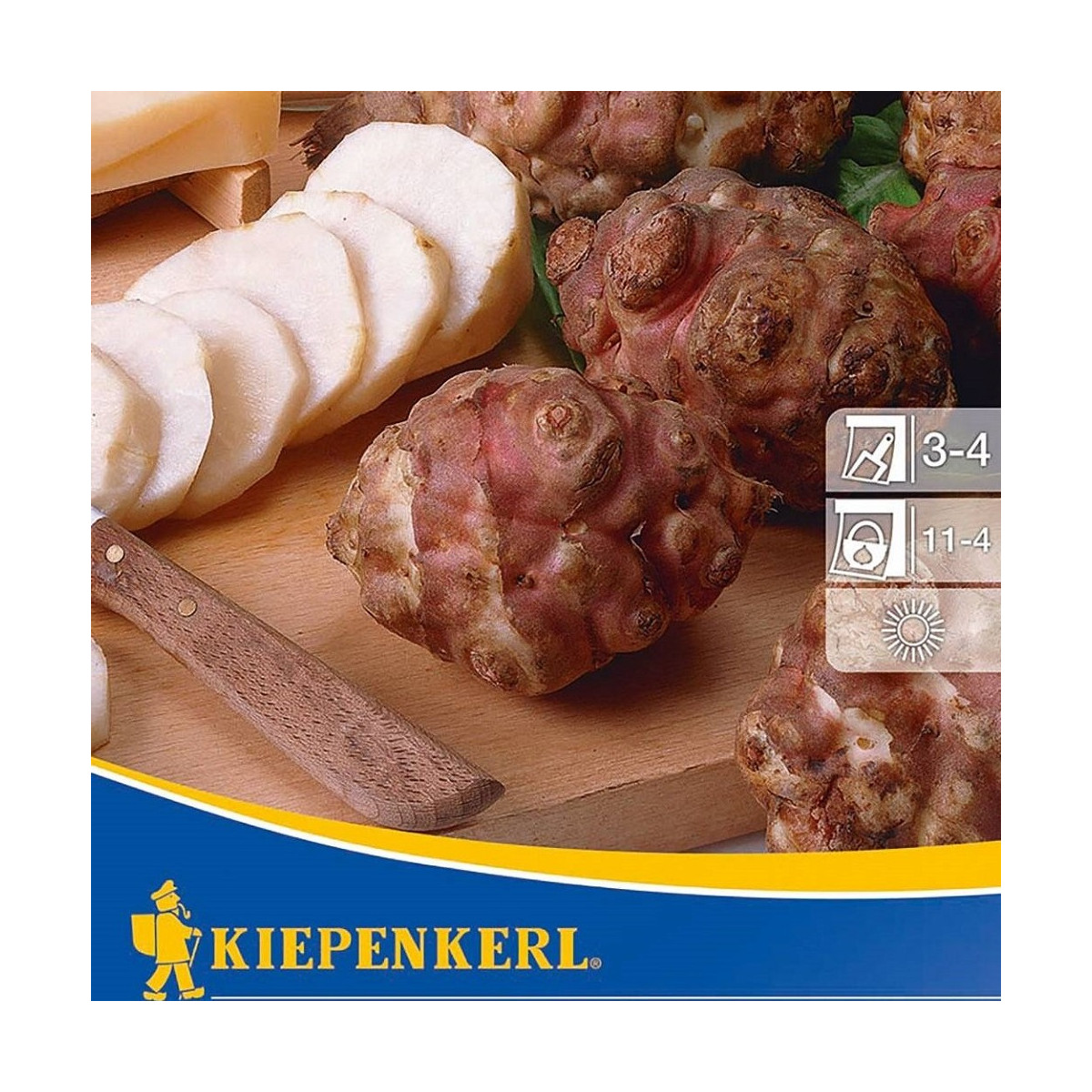 Topinambur červený Violet de Rennes - Helianthus tuberosus - voľnokorenné sadenice topinamburu - 1 ks