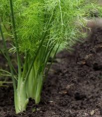 Fenikel hľuznatý De Florencia - Foeniculum vulgare - semená fenikla - 150 ks