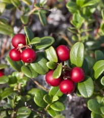 Brusnica červená - Klikva - Vaccinium oxycoccus - voľnokorenné sadenice brusníc - 1 ks
