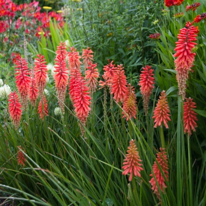 Mnohokvet červený - Kniphofia - Kleopatrina ihla - voľnokorenné sadenice mnohokvetu - 1 ks