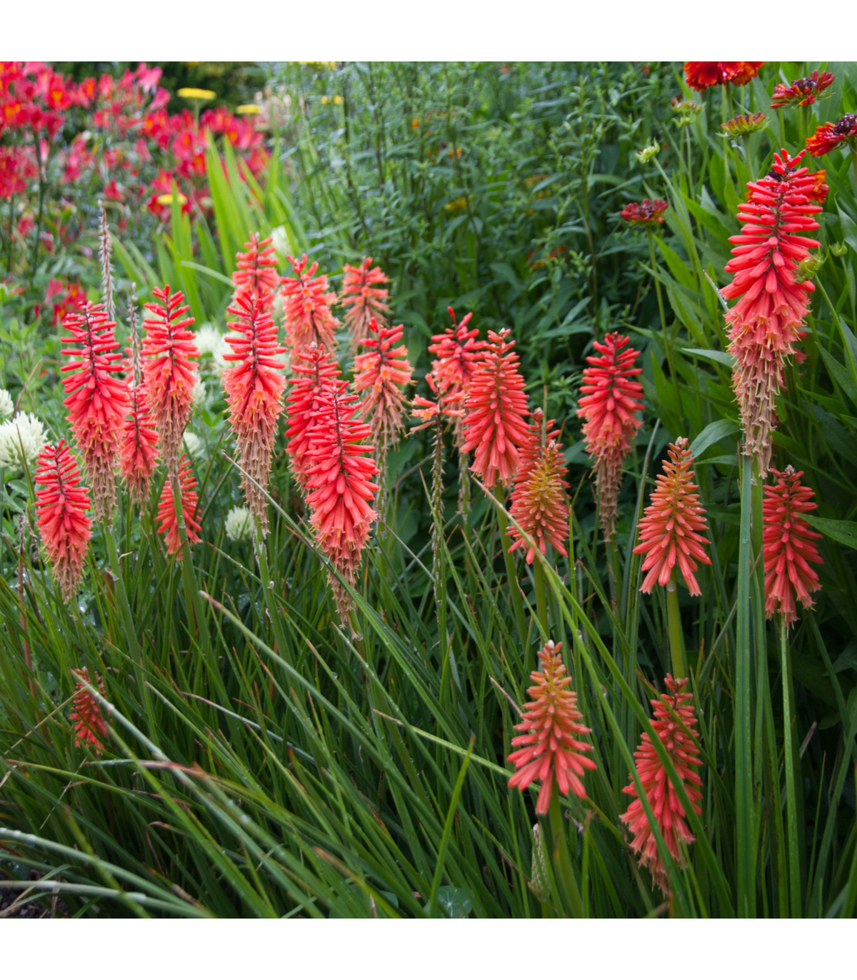 Mnohokvet červený - Kniphofia - Kleopatrina ihla - voľnokorenné sadenice mnohokvetu - 1 ks