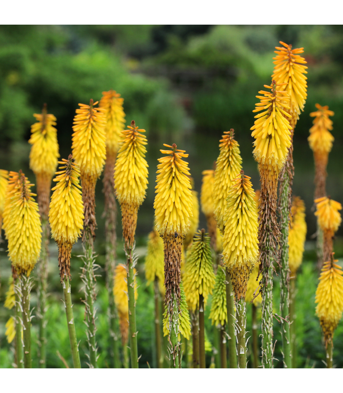 Mnohokvet žltý - Kniphofia - Kleopatrina ihla - voľnokorenné sadenice mnohokvetu - 1 ks