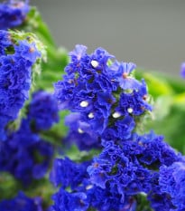 Limonka zohnutá QIS Pale Blue - Limonium sinuatum - semená limonky - 30 ks