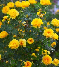 Ruža záhonová žltá - Rosa - voľnokorenné sadenice ruží - 1 ks