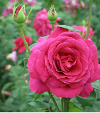 Ruža veľkokvetá kríčková tmavo ružová - Rosa - voľnokorenné sadenice ruží - 1 ks