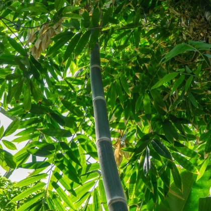 Bambus železný - Dendrocalamus Strictus - semená bambusu - 2 ks