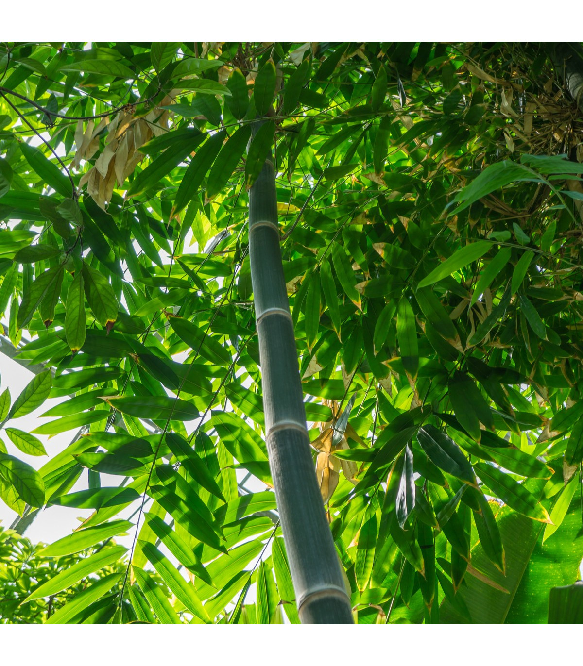 Bambus železný - Dendrocalamus Strictus - semená bambusu - 2 ks