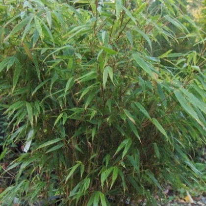 Bambus horský - Rákosovec - Fargesia fungosa - semená bambusu - 3 ks