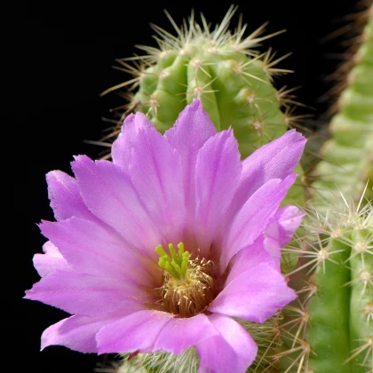Echinocereus viereckii var. viereckii - semená kaktusu - 8 ks