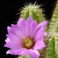 Echinocereus viereckii var. viereckii - semená kaktusu - 8 ks