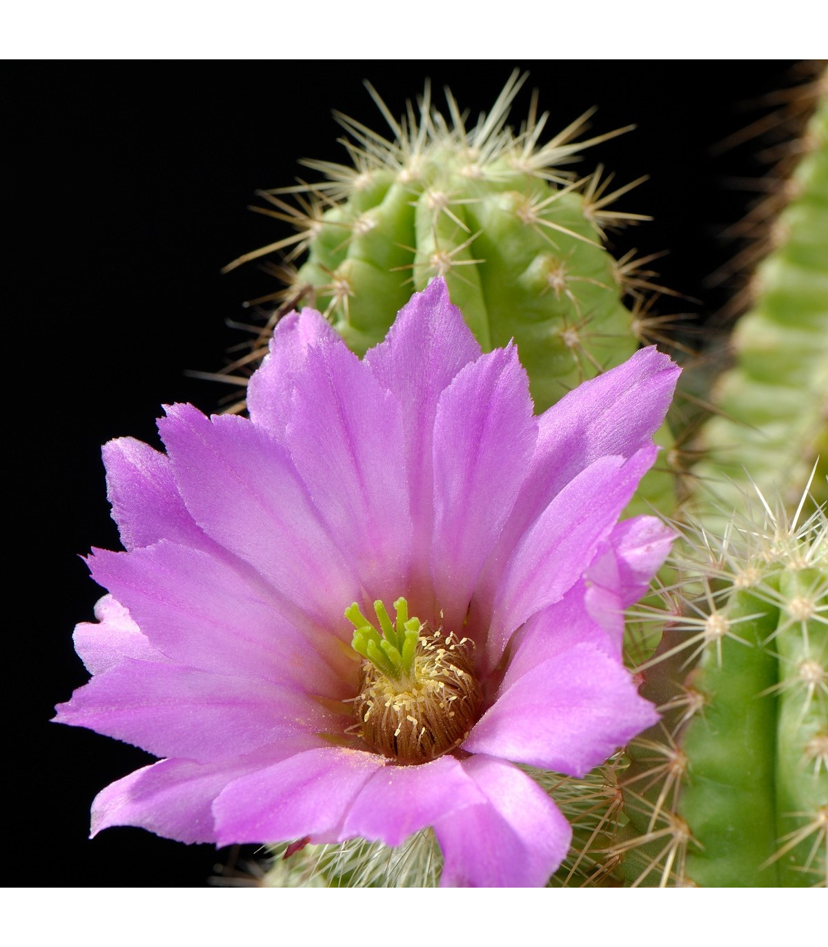 Echinocereus viereckii var. viereckii - semená kaktusu - 8 ks