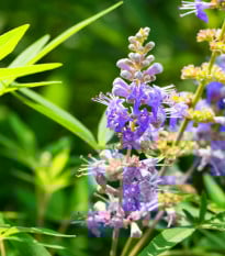 Vitex jahňací - Vitex agnus-castus - semená vitexu - 9 ks
