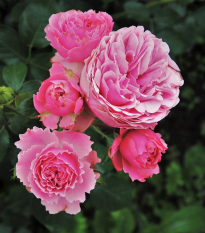 Ruža veľkokvetá pnúca ružová - Rosa - voľnokorenné sadenice ruží - 1 ks